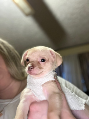 Chihuahua – Looking for a loving caring for ever home