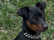 Miniature Pinscher – Rehome – Clarksville