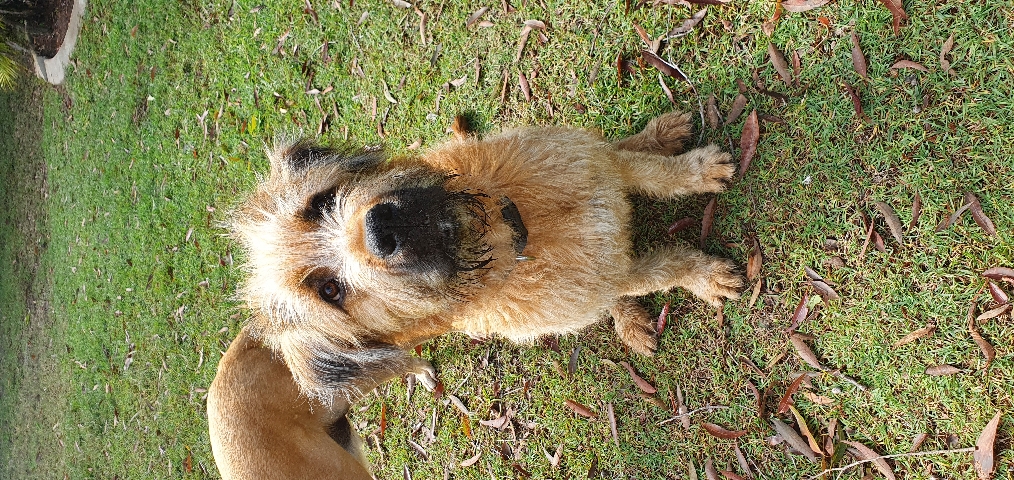 Irish Wolfhound – Big Goofy Benni