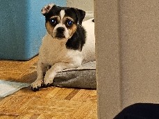 Mixed Breed – Buddy Luv – White Plains