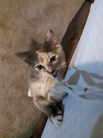 Oriental Bicolor – Miss Princess
