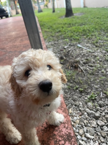 Goldendoodle
