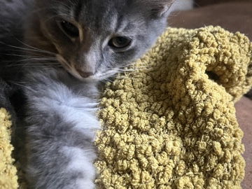 gray long haired male – Thornton