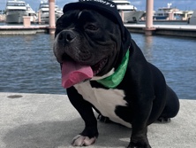 Mixed Breed – Tank needs to be adopted. – Hollywood