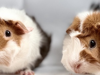 TWO MALE GUINEA PIGS
