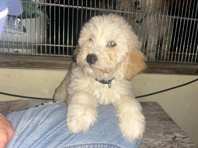 Goldendoodle – golden doodles – Del Rio