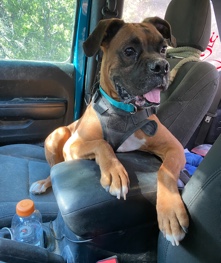 Boxer – Maxwell is looking for a forever home