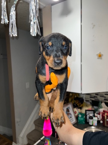 Doberman Pinscher – Doberman puppies