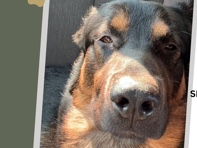 German Shepherd – German Shepherd – Hamilton