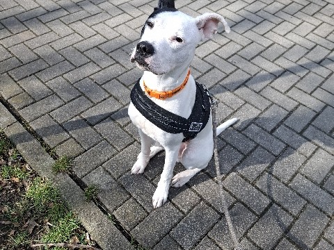 Boxer – Mischung hund – Berlin