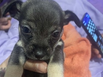 chihuahua – Decatur