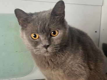 British Shorthair – British shorthair – London