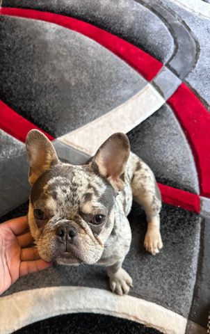 French Bulldog – Mural Frenchie Boy