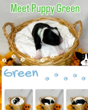 Portuguese Water Dog – Puppy Green Male