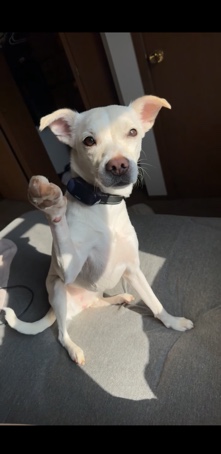 Chihuahua – Ellie Mae