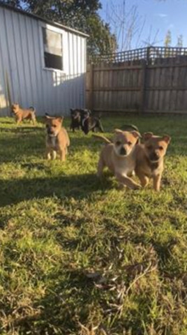 Pomeranian – Pomeranian X