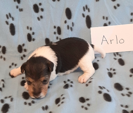 Arlo