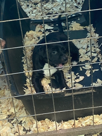 American Pit Bull Terrier – puppy for sale