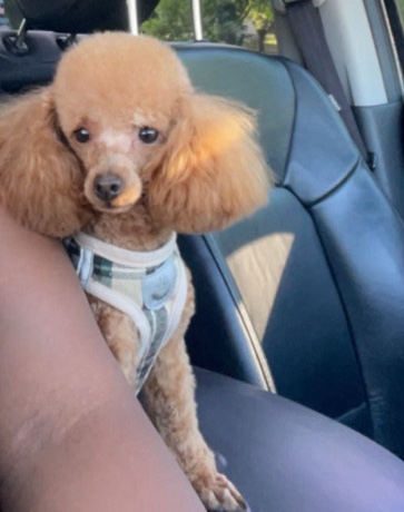 Poodle – Meet Gino