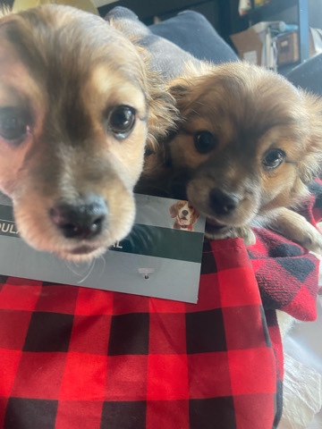 Pomeranian mix