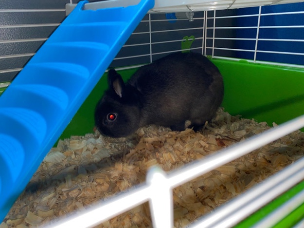 netherland dwarf bunny