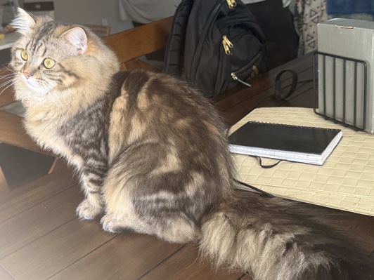 Persian (Traditional) – Persian male kitten – Wylie