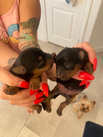 Yorkshire Terrier – pure bred yorkies