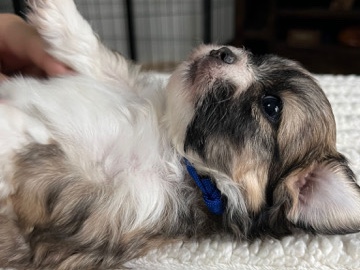 Lhasa Apso – Lhasa apso puppies