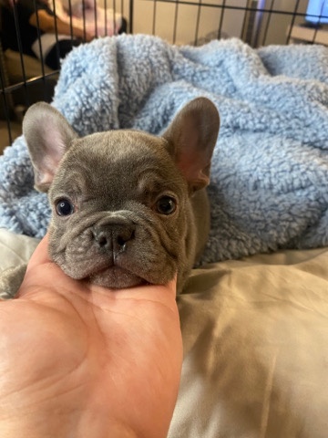 Frenchie