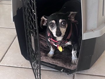 Chihuahua – Chihuahua Available for Adoption – Oklahoma City – Oklahoma City