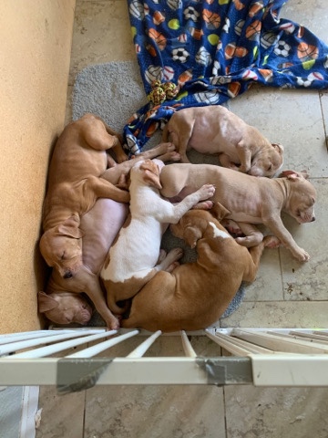 American Pit Bull Terrier – pit bull puppies