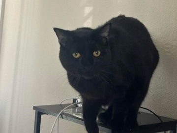American Shorthair – Black Male Cat – Colorado Springs