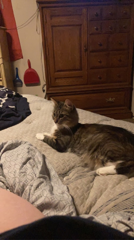 Maine Coon – Mainecoon