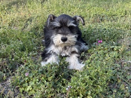 Miniature Schnauzer – Luna’s Litter of 5 Miniature Schanuzer puppies – Roebuck