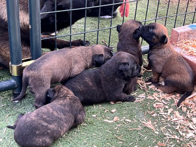 Belgian Shepherd Dog (Malinois) – Belgian malinois puppies for sale
