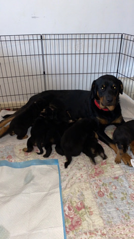 Rottweiler – Rottweiler puppies