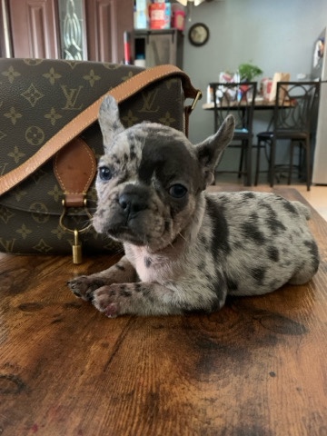 French Bulldog – Chocolate Chip