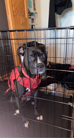 American Pit Bull Terrier – Shadow Pitbull Boxer