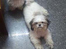 Shih Tzu - shih tzu female  available for adoption in Bengaluru