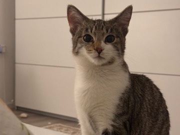 European Shorthair – Lokum / 5 Monate (geimpft, gechippt, kastriert, entwurmt)sucht ein neues zuhause – Rottenburg am Neckar
