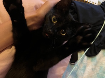 Black kitten – Asheville