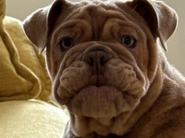 Image of Olde English Bulldogge