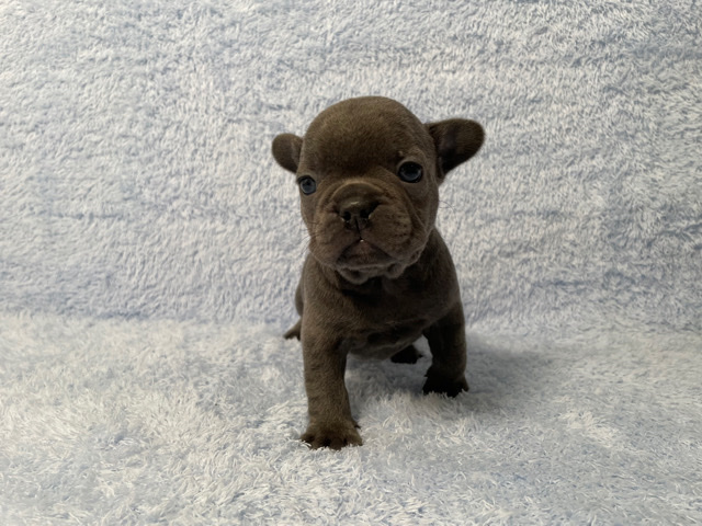 French Bulldog – French Bulldog