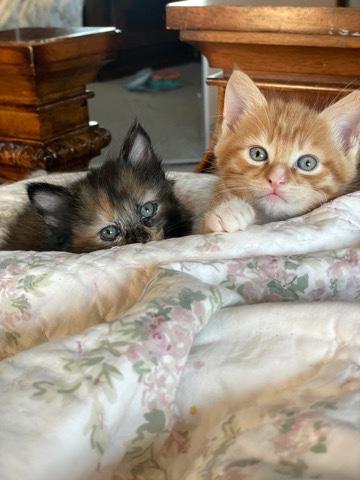 Kitten Rehome π§‘π€