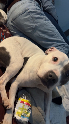 Staffordshire Bull Terrier – Free to a good home