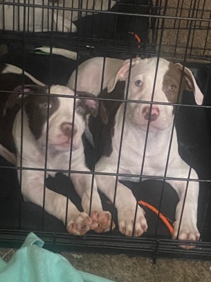 American Pit Bull Terrier – Three Pit Bull Puppies