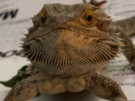 Lizard – bearded dragon 3yr – Brentwood