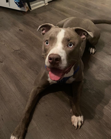 American Pit Bull Terrier – Selling Bleu