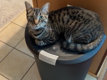 Russian White, Black and Tabby – Hades (Tabby Cat) – Fort Hood