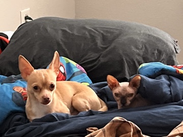 Chihuahua – Help needed to rehome Honey – Moreno Valley